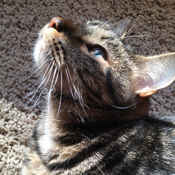 Meet your Posher, Anya - Picture 2 of 2